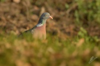 Holub hrivnac - Columba palumbus - Common Wood-Pigeon 0139
